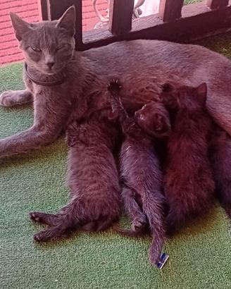 Gattini neri figli di Certosina ULTIMO
