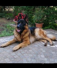 Fidanzata per pastore tedesco