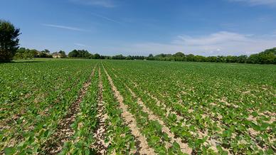 Terreni agricoli