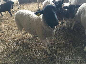 Pecore da carne e arieti