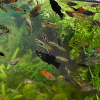 Endler pesci per acquario