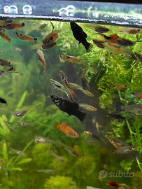 Endler pesci per acquario