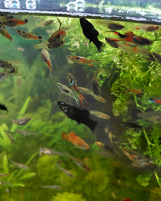 Endler pesci per acquario