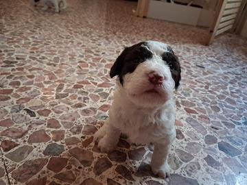 Cuccioli lagotto romagnolo