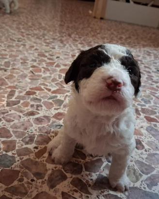 Cuccioli lagotto romagnolo