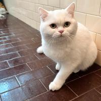 Scottish femmina per monta