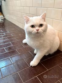 Scottish femmina per monta