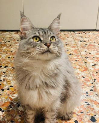 Animali
