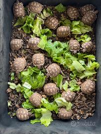 Sulcata africana
