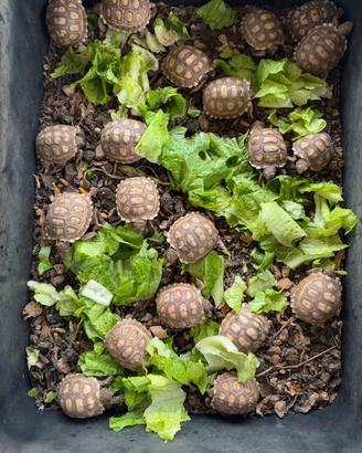 Sulcata africana