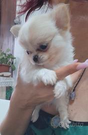 cucciolo di chihuahua 