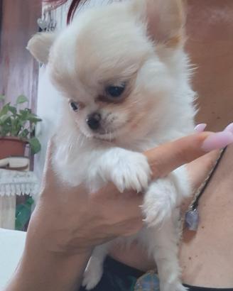 cucciolo di chihuahua 