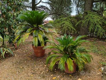 Bellissime Piante di Cycas revoluta (Palma Sago)
