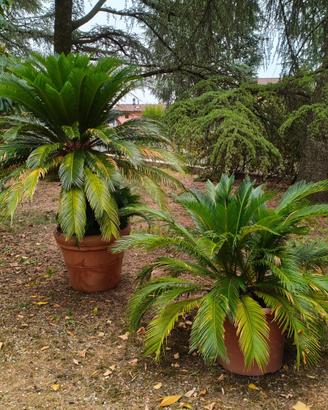 Bellissime Piante di Cycas revoluta (Palma Sago)
