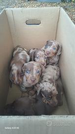 Bassotto arlecchino cioccolato cuccioli