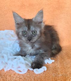 Cucciola maine coon con pedigree