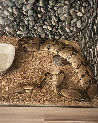 Serpente Boa Femmina + Teca