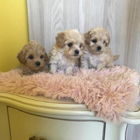 Maltipoo toy