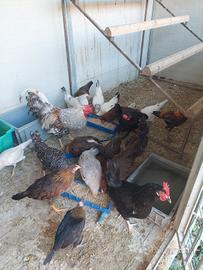 Galline