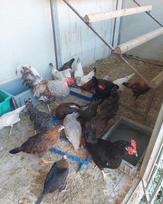 Galline
