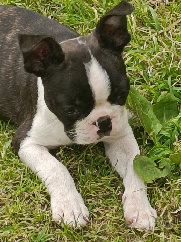 Cucciolo Carino, Boston Terrier Immagine Stock - Immagine di boston
