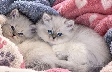 Cuccioli gatto siberiano PEDIGREE ALLEVAMENTO