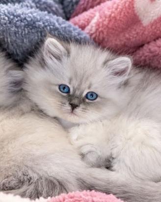 Cuccioli gatto siberiano PEDIGREE ALLEVAMENTO