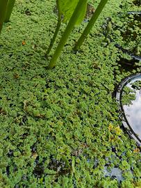 Piante Azolla Caroliniana per laghetto esterno