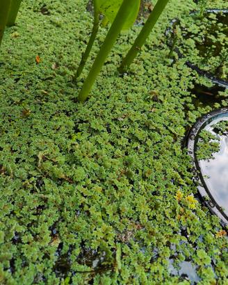Piante Azolla Caroliniana per laghetto esterno