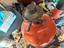 Immagine 3