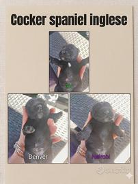 Cocker spaniel inglese purissimi