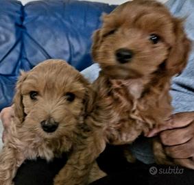 Maltipoo femminuccia e maschietto
