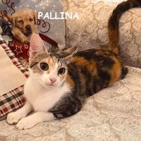 PALLINA micia tricolore di 8 mesi