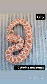 Nasicus albino conda