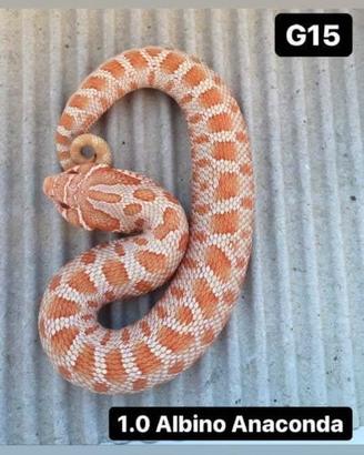 Nasicus albino conda