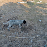 Setter femmina di 3 mesi