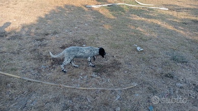Setter femmina di 3 mesi
