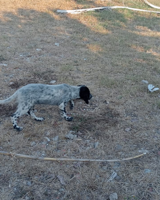 Setter femmina di 3 mesi