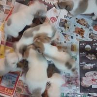 Cuccioli jack russel nani a zampa corta