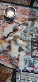 Cuccioli jack russel nani a zampa corta