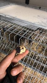 Quaglie jumbo