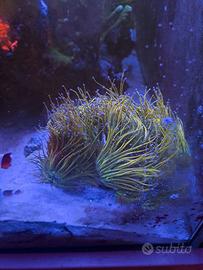 talee coralli Lps acquario marino