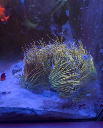 talee coralli Lps acquario marino