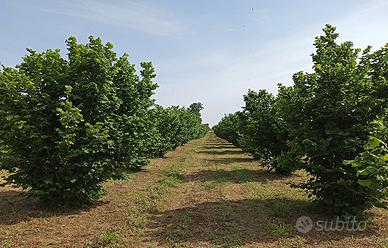 Noccioleto biologico 16 ettari con irrigazione