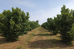 Noccioleto biologico 16 ettari con irrigazione