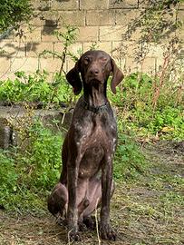 Bracco tedesco kurzhaar