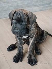 Cuccioli di cane corso
