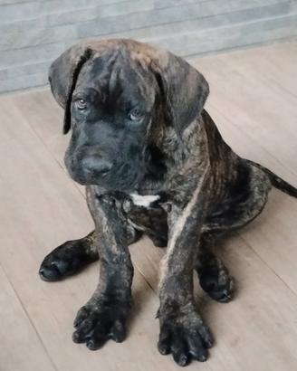 Cuccioli di cane corso