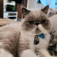 Exotic shortair Monta