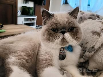 Exotic shortair Monta